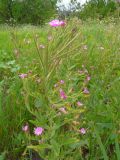 Epilobium hirsutum