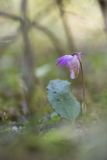 Calypso bulbosa