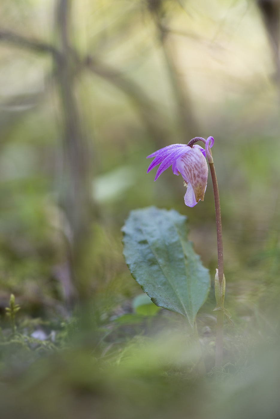 Image of Calypso bulbosa specimen.