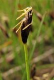 Eleocharis quinqueflora