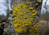 Xanthoria parietina. Таллом с апотециями. Санкт-Петербург, Пушкин, Екатерининский парк, на коре липы. 03.04.2016.