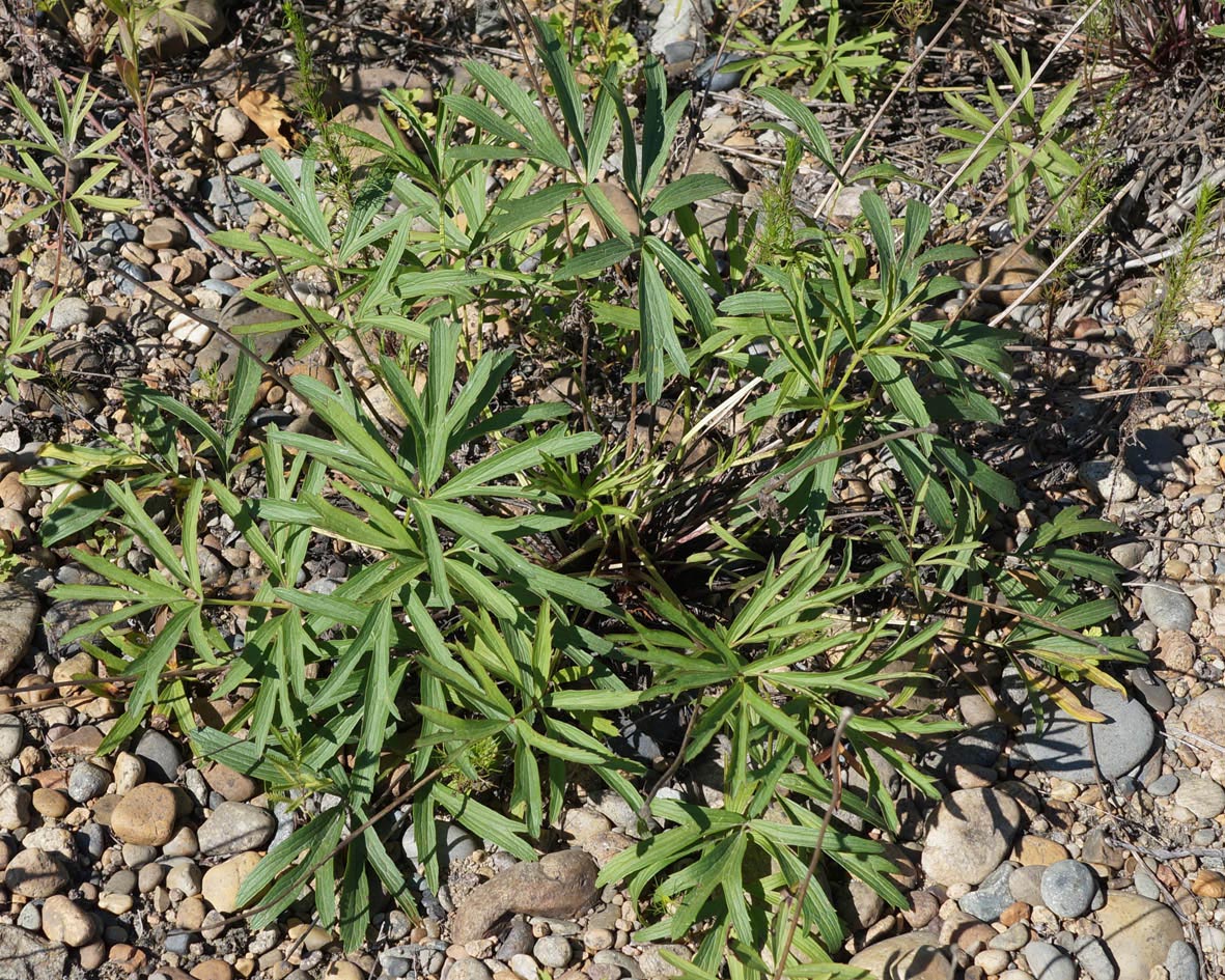 Изображение особи Pulsatilla dahurica.