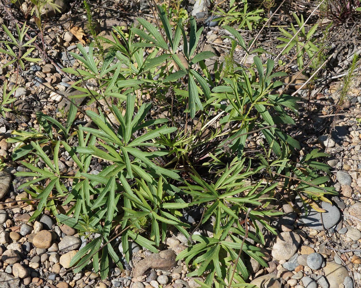 Изображение особи Pulsatilla dahurica.