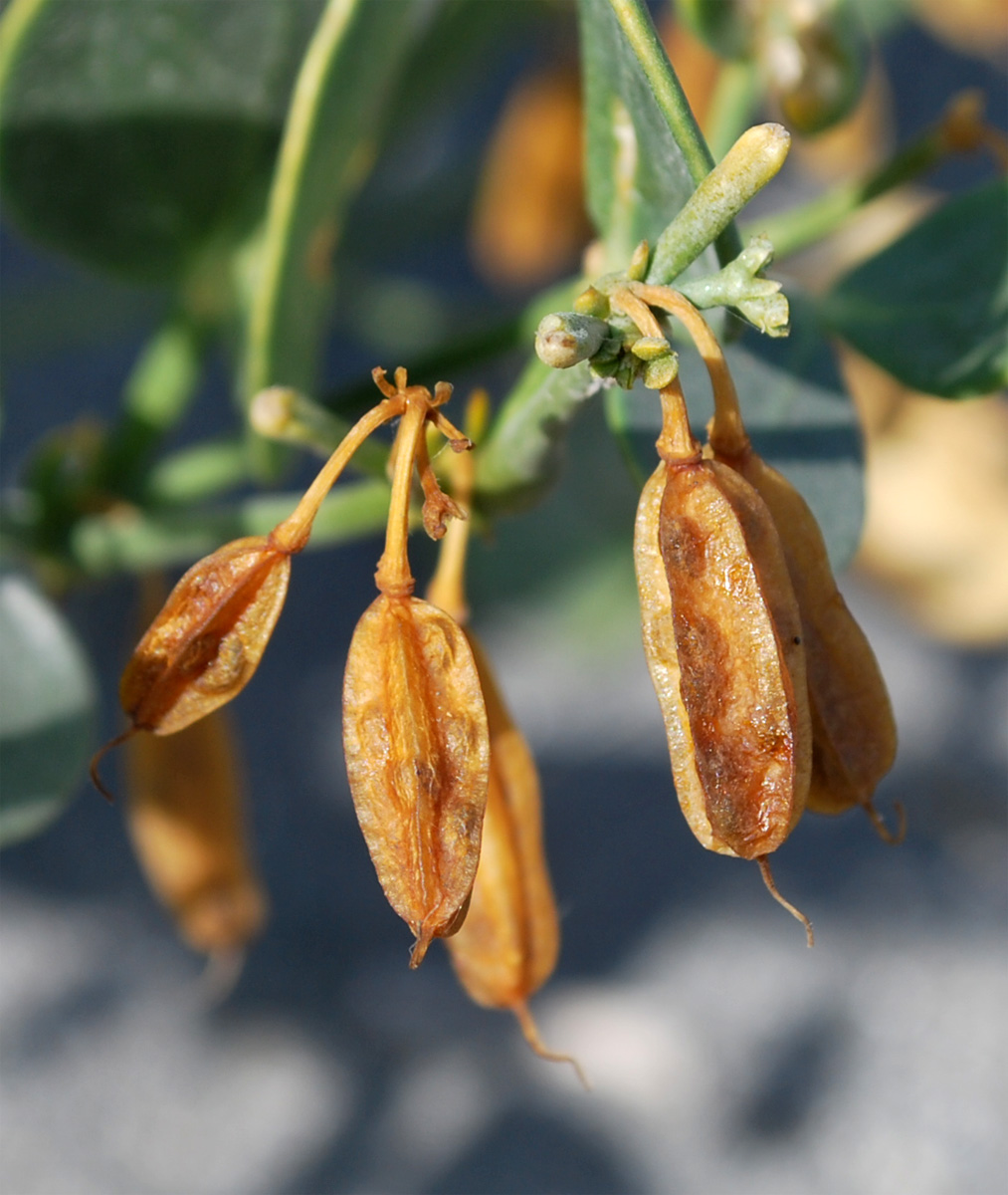 Image of Zygophyllum oxianum specimen.