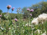 Cirsium incanum