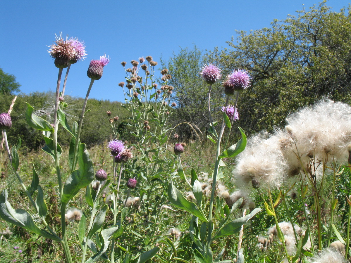 Изображение особи Cirsium incanum.