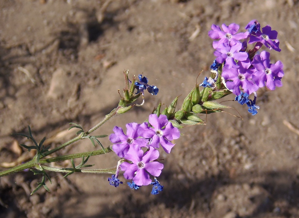 Image of Glandularia pulchella specimen.