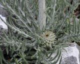 Jurinea mollis