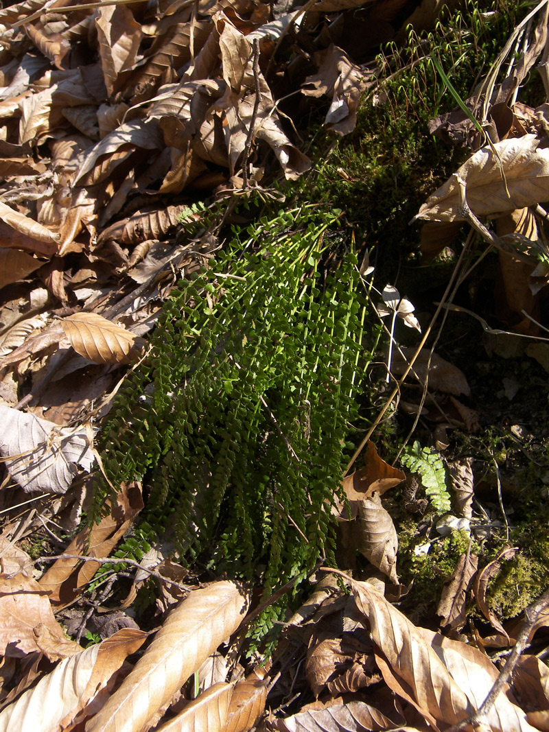 Изображение особи Asplenium viride.