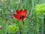 Adonis aestivalis