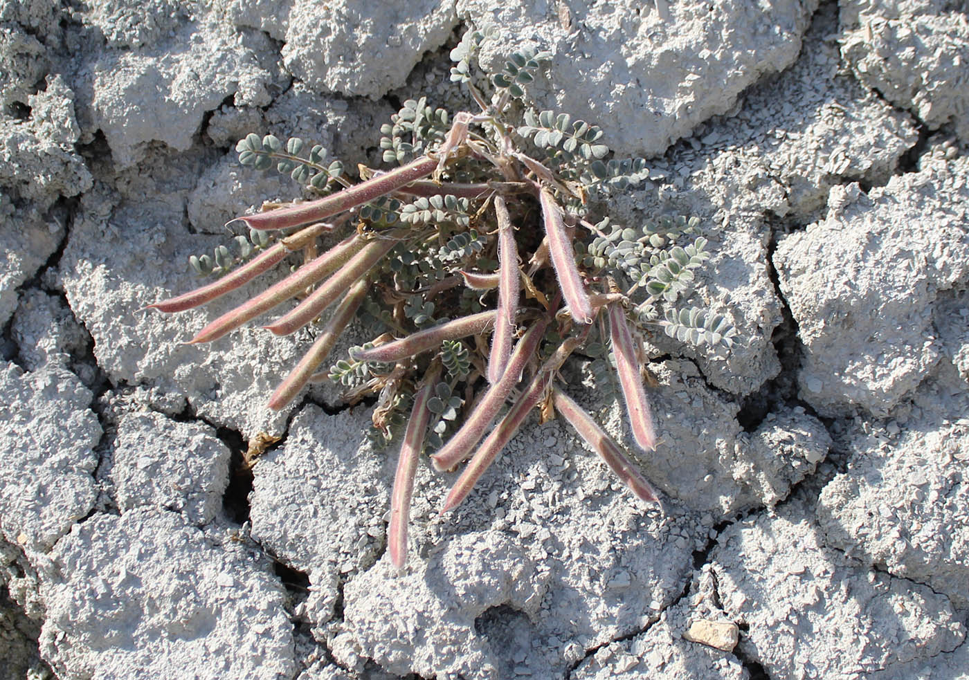 Image of Chesneya kopetdaghensis specimen.