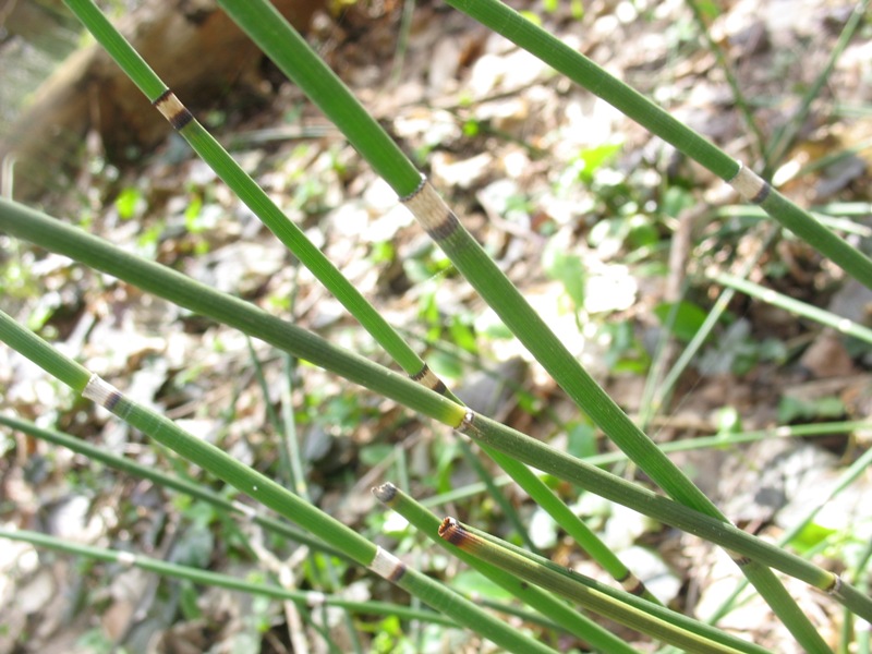 Image of Equisetum hyemale specimen.