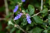 Teucrium fruticans