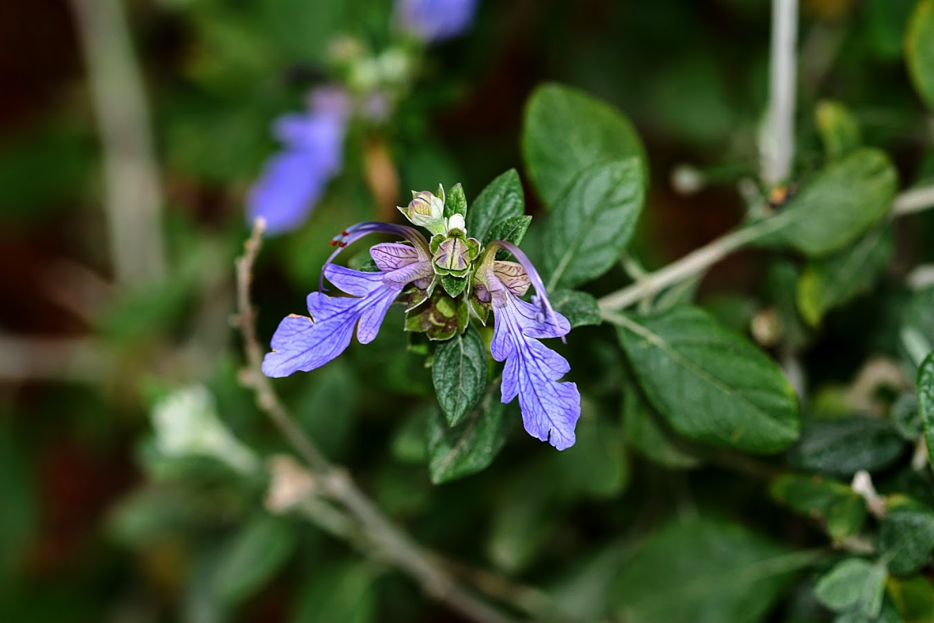 Image of Teucrium fruticans specimen.