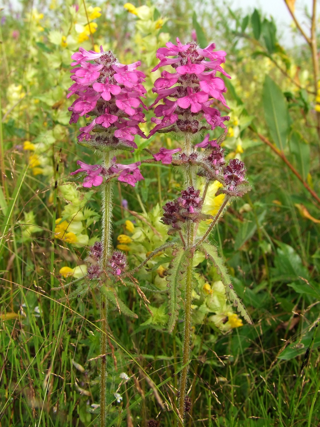 Изображение особи Pedicularis spicata.