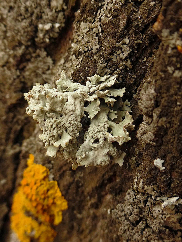 Image of Evernia prunastri specimen.