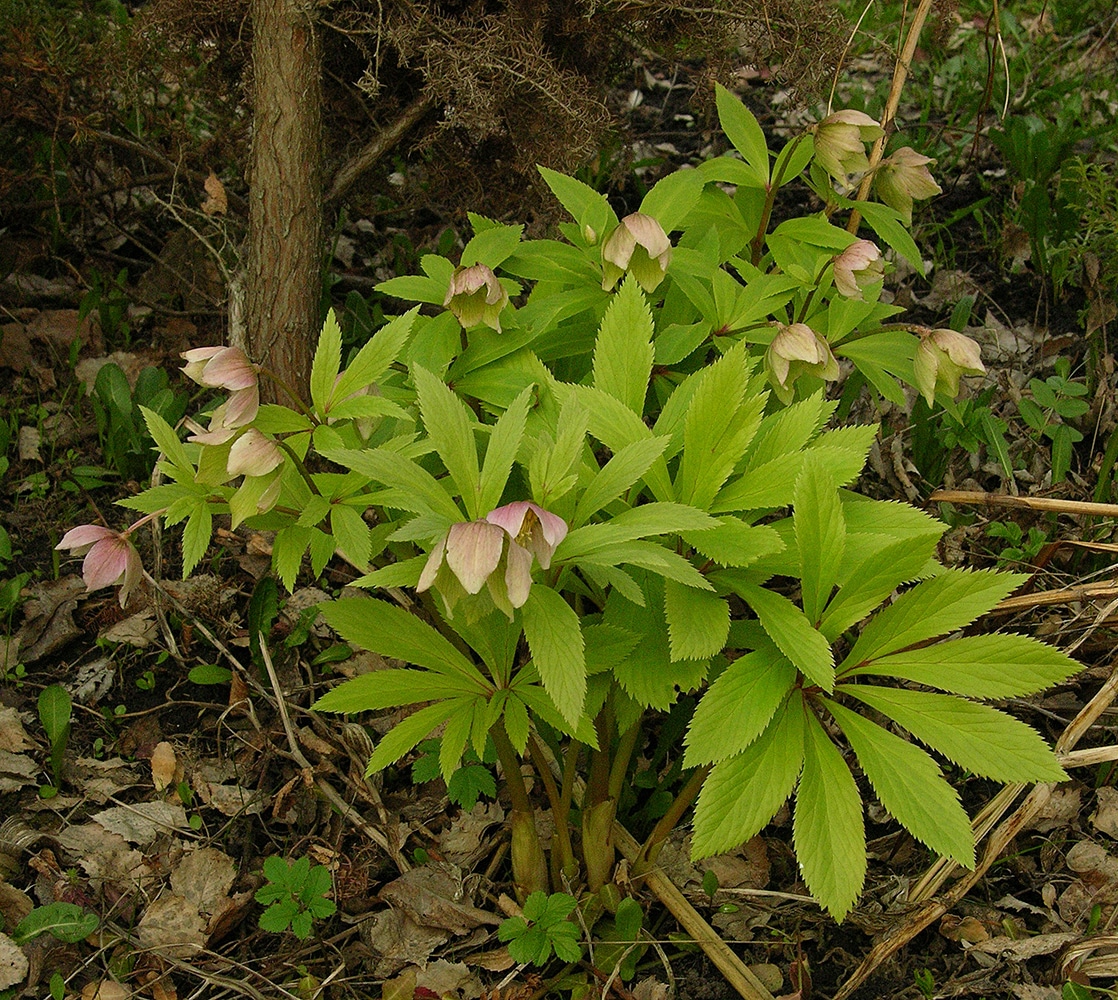 Изображение особи Helleborus thibetanus.