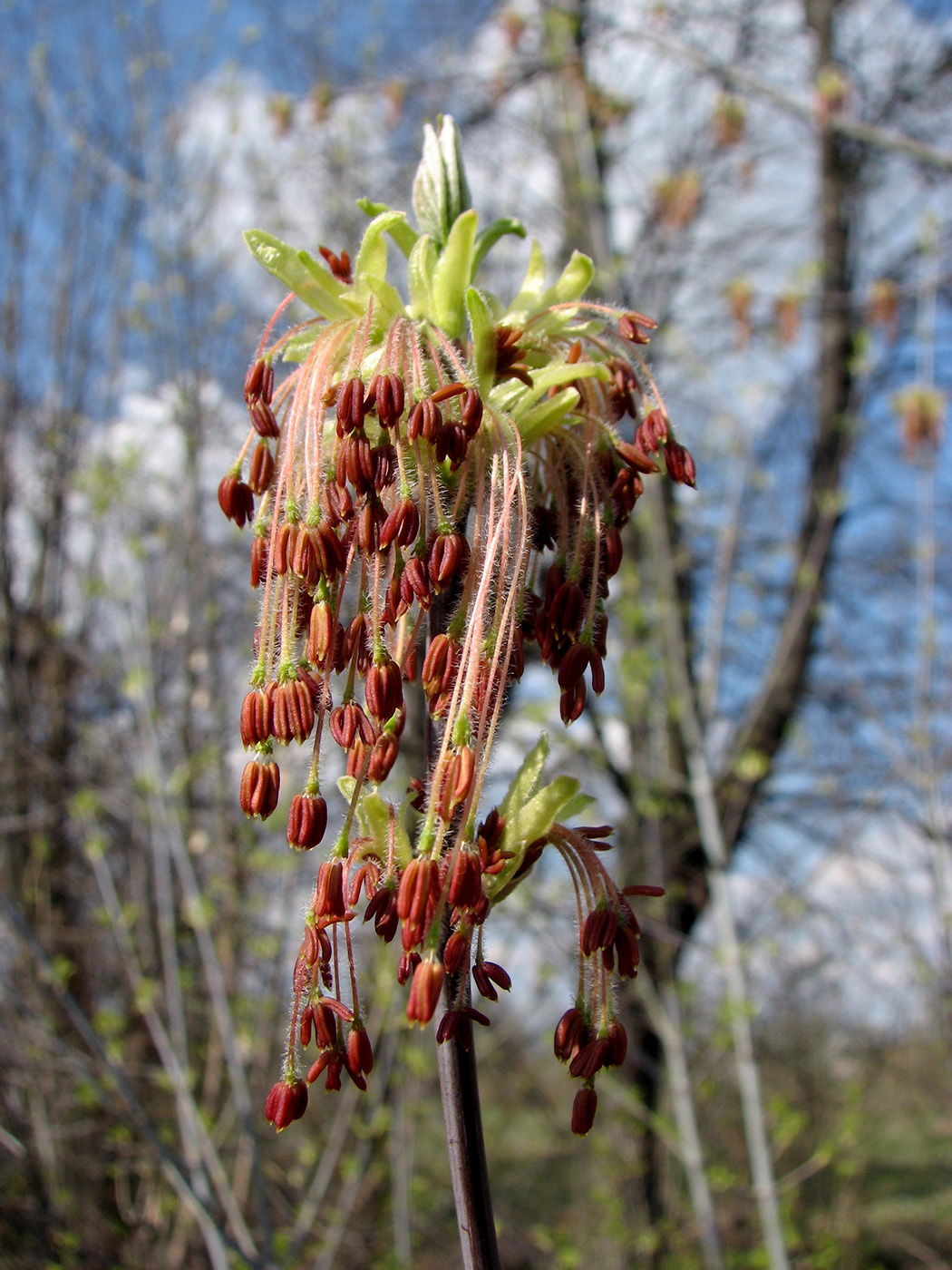 Image of Acer negundo specimen.