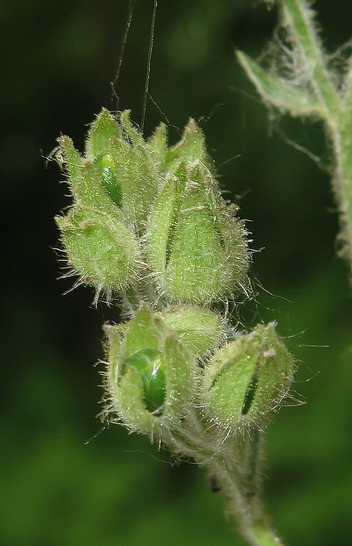 Image of Polemonium laxiflorum specimen.