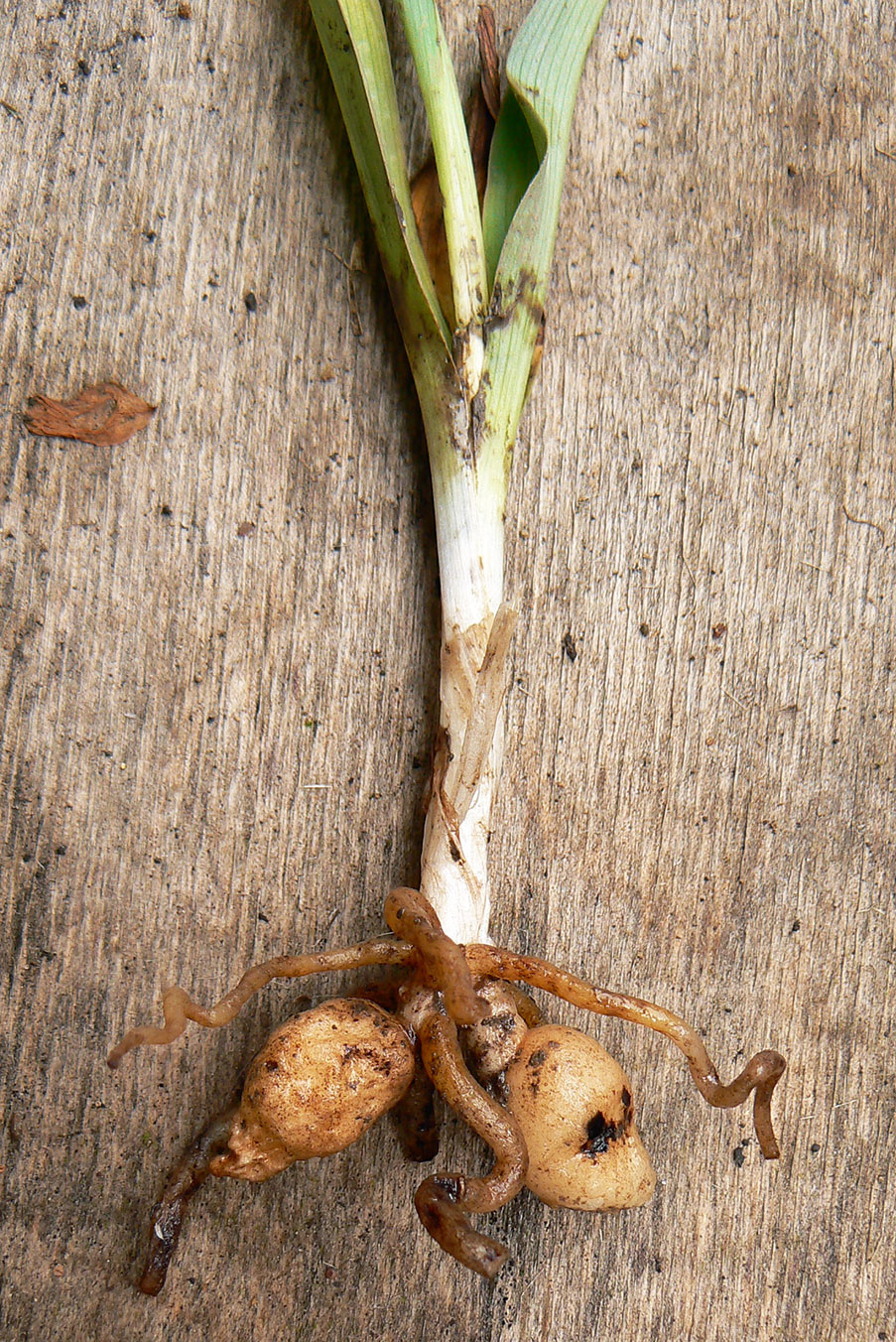 Image of Neotinea tridentata specimen.