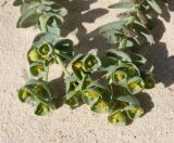Euphorbia paralias. Верхушки побегов с соцветиями. Египет, окр. г. Сиди Абд Эль-Рахман, дюны. 06.03.2017.
