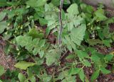 Sisymbrium loeselii. Нижняя часть растения и прикорневые листья. Армения, г. Ереван, окр. отеля \"Сочи Палас\", газон. 02.05.2017.