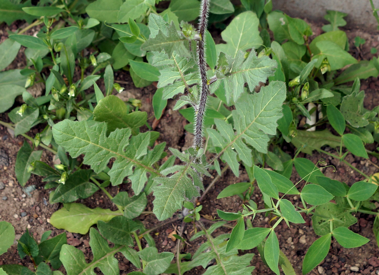 Image of Sisymbrium loeselii specimen.