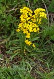 Erysimum amurense