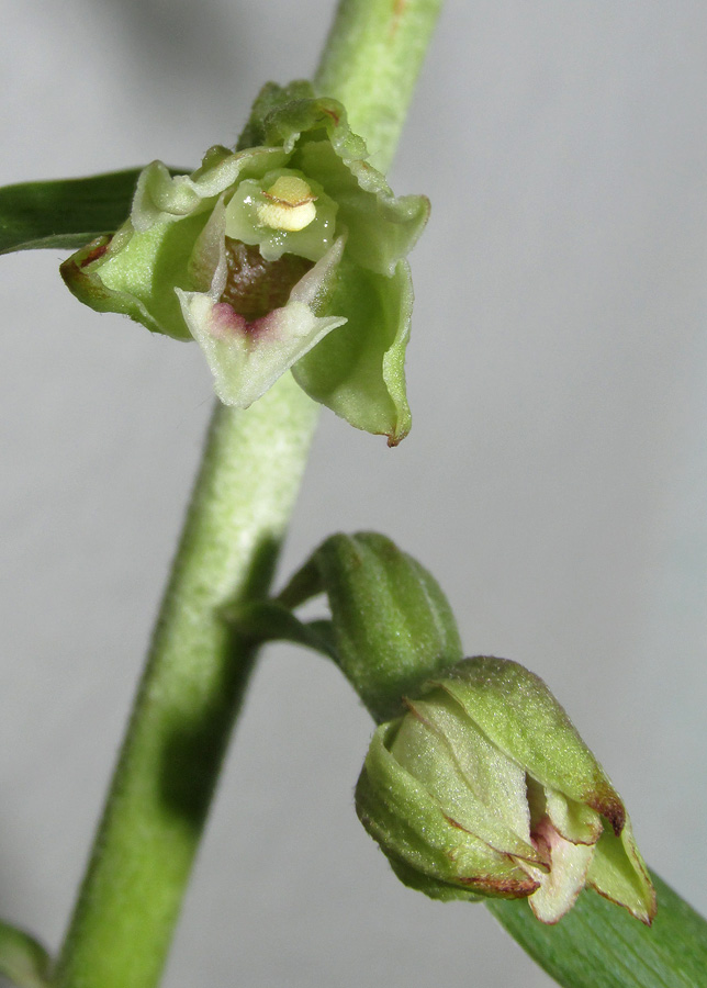 Image of Epipactis krymmontana specimen.