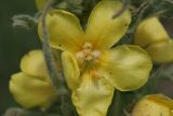 Verbascum densiflorum