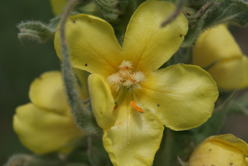 Image of Verbascum densiflorum specimen.