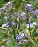 Nepeta parviflora