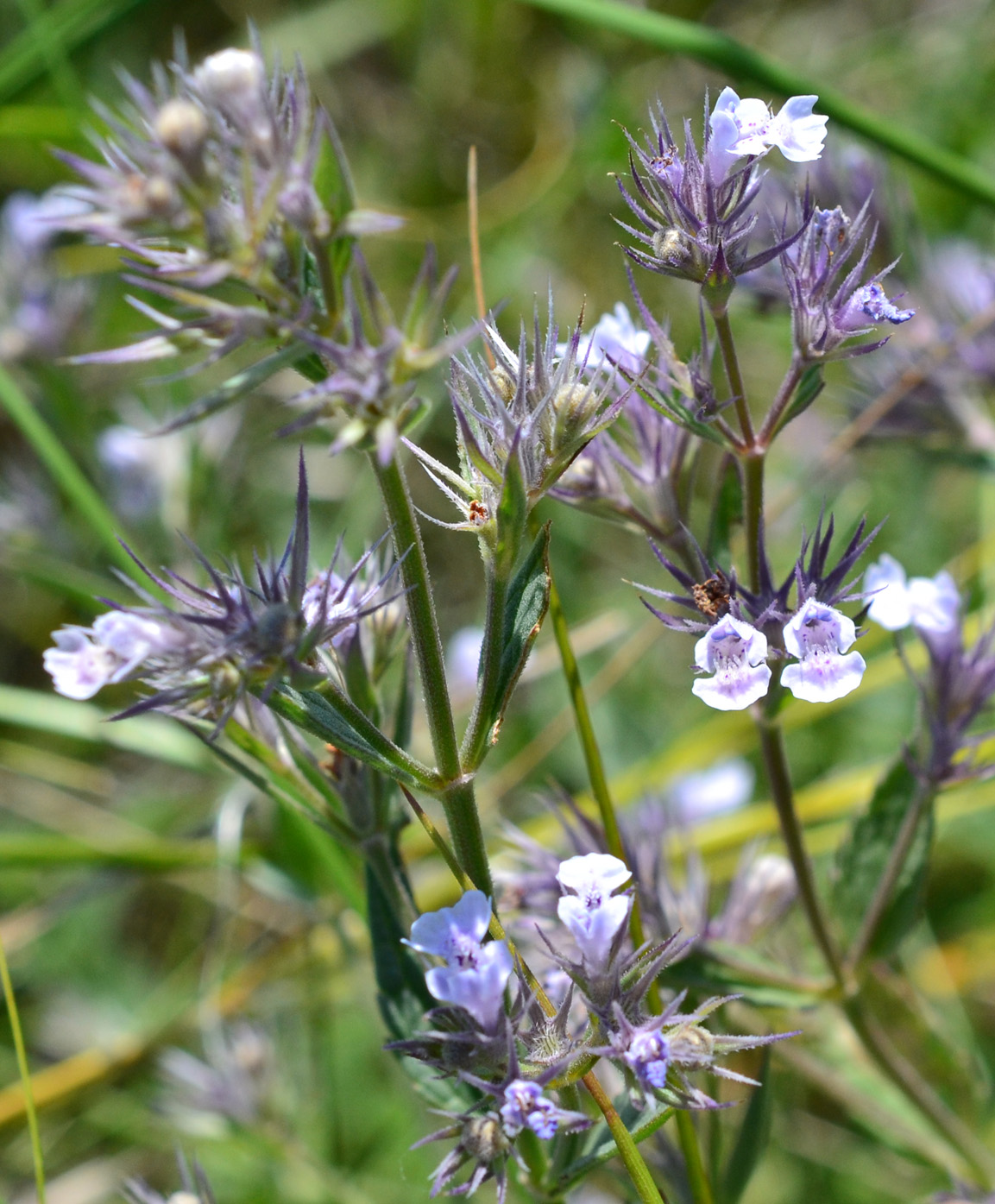 Изображение особи Nepeta parviflora.