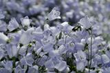 Campanula cochleariifolia