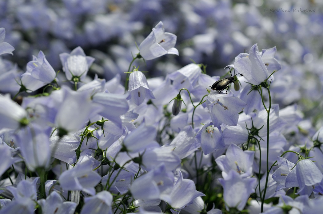 Image of Campanula cochleariifolia specimen.