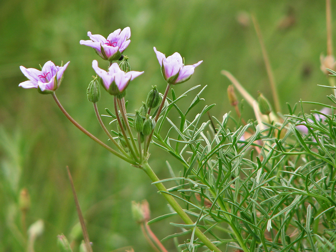 Изображение особи Erodium beketowii.