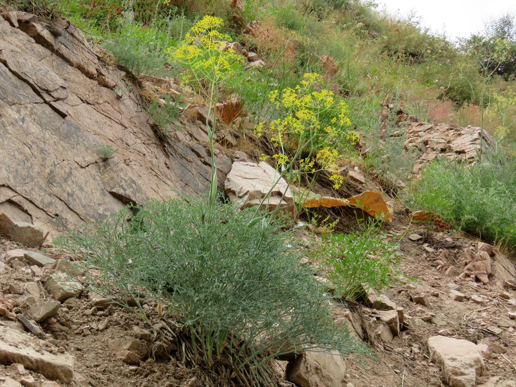 Изображение особи Ferula tschimganica.