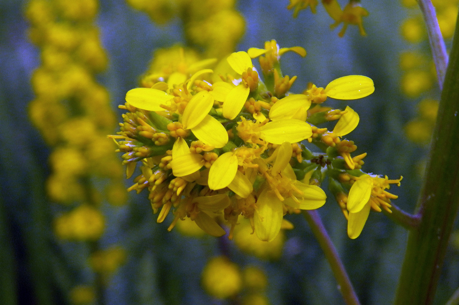 Image of Ligularia heterophylla specimen.