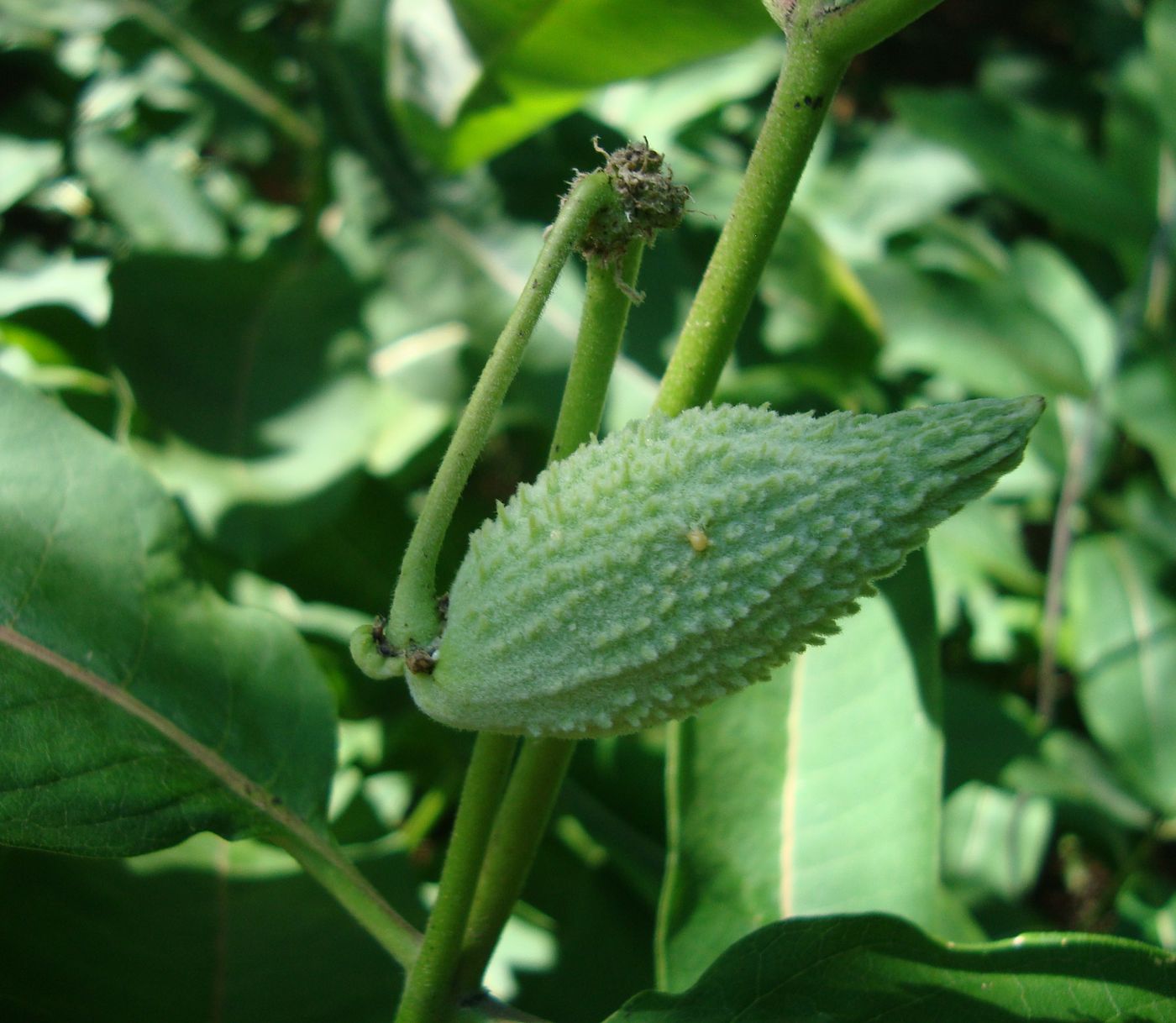 Image of Asclepias syriaca specimen.