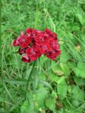 Dianthus barbatus