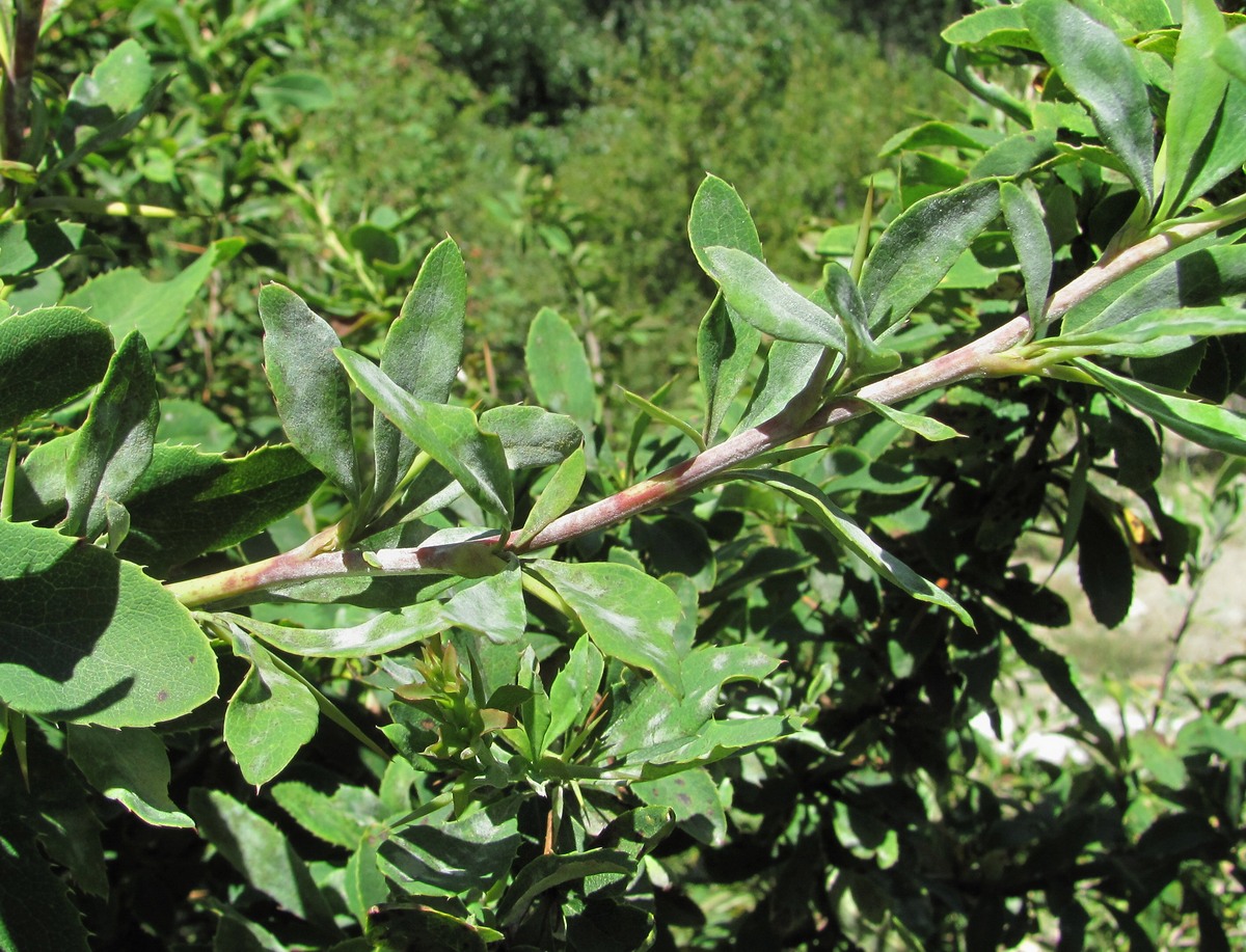 Image of Berberis vulgaris specimen.