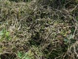 Marchantia latifolia. Куртина спороносящих печеночных мхов. Кольский п-ов, Восточный Мурман, Дальние Зеленцы, губа Зеленецкая, задернованно-замшелый мокрый берег. 20.06.2011.