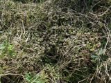 Marchantia latifolia