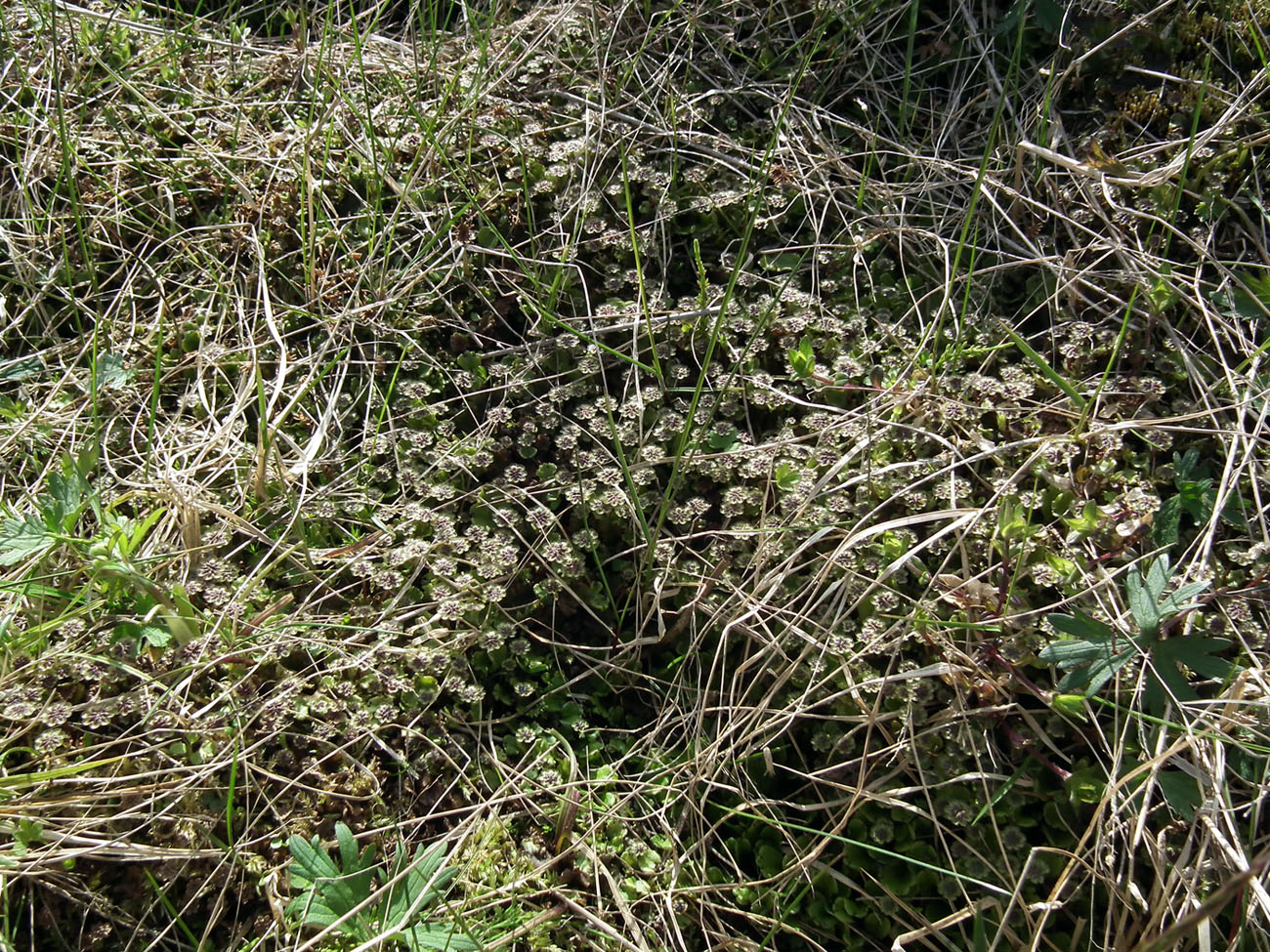 Image of Marchantia latifolia specimen.