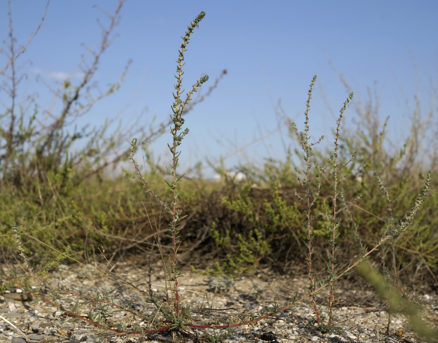 Image of Bassia laniflora specimen.