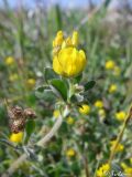 Medicago minima