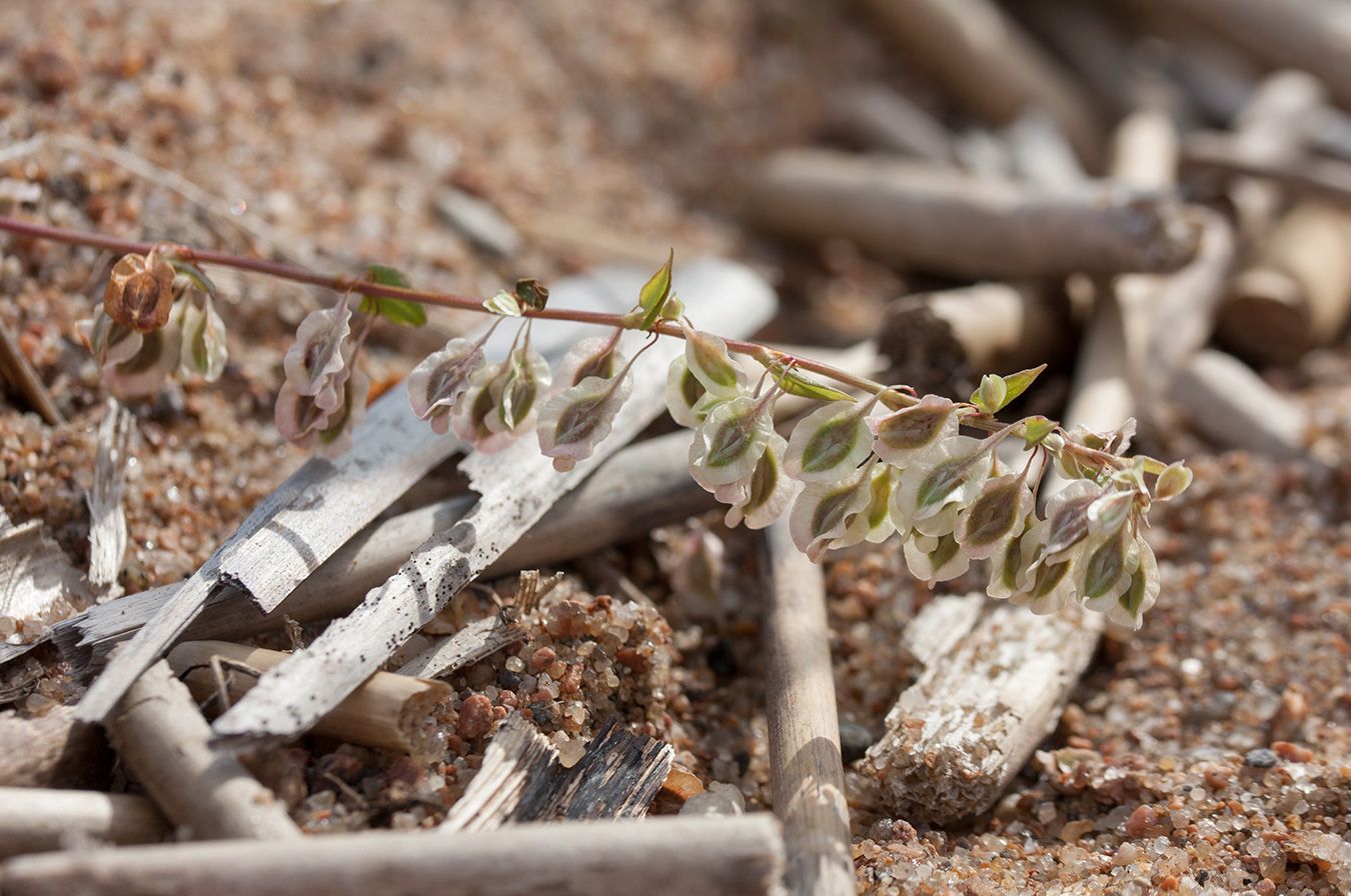 Image of Fallopia dumetorum specimen.