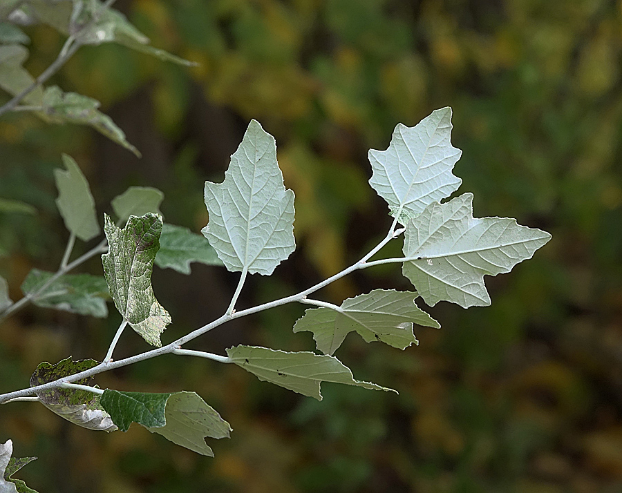 Изображение особи Populus alba.