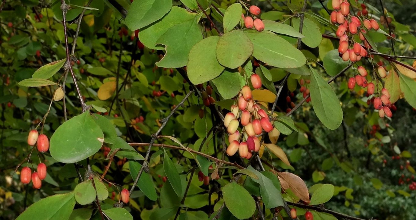 Изображение особи род Berberis.