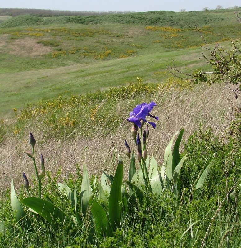 Image of Iris nyaradyana specimen.